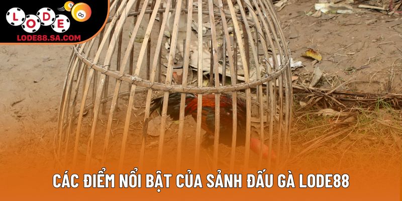 Các điểm nổi bật của sảnh đấu gà lode88