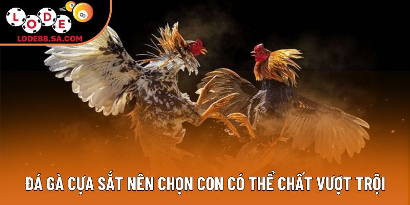 Đá gà cựa sắt nên chọn con có thể chất vượt trội