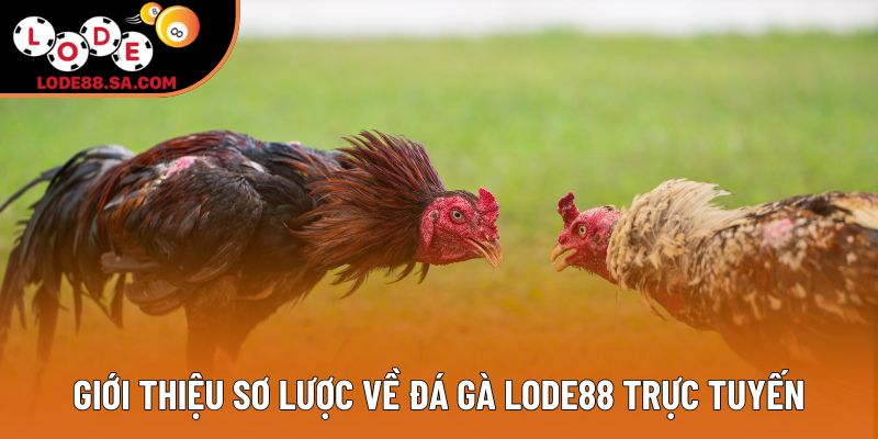 Giới thiệu sơ lược về đá gà lode88 trực tuyến