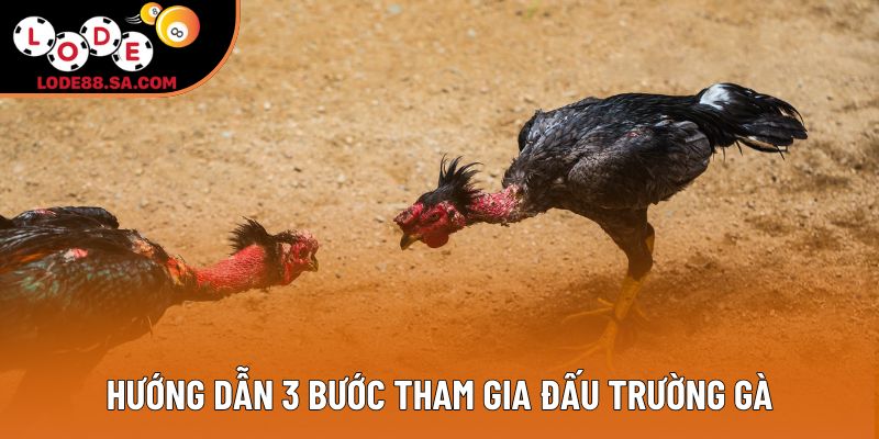 Hướng dẫn 3 bước tham gia đấu trường gà