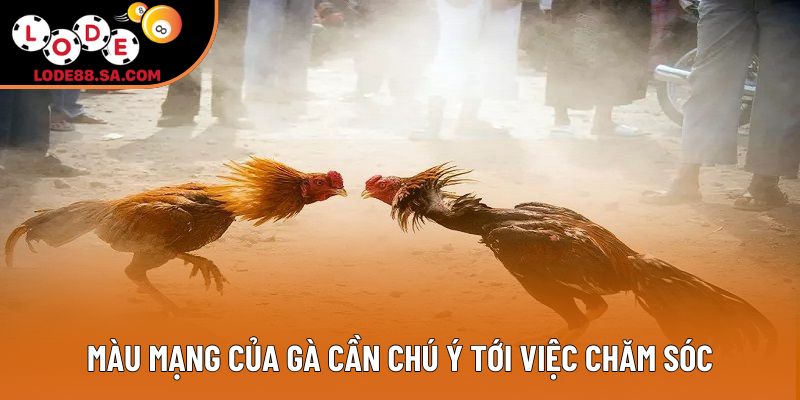 Màu mạng của gà cần chú ý tới việc chăm sóc