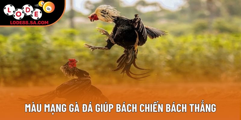 Màu mạng gà đá giúp bách chiến bách thắng