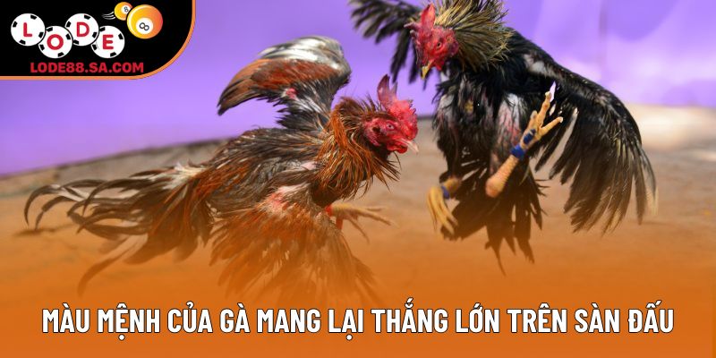 Màu mệnh của gà mang lại thắng lớn trên sàn đấu
