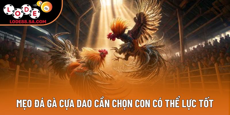 Mẹo đá gà cựa dao cần chọn con có thể lực tốt