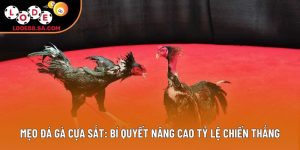 Mẹo Đá Gà Cựa Sắt: Bí Quyết Nâng Cao Tỷ Lệ Chiến Thắng