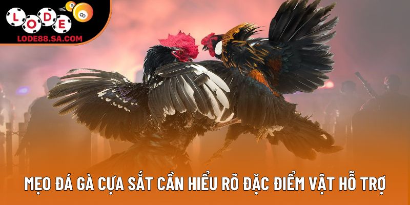 Mẹo đá gà cựa sắt cần hiểu rõ đặc điểm vật hỗ trợ