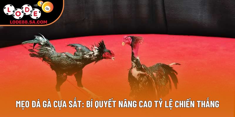 Mẹo Đá Gà Cựa Sắt: Bí Quyết Nâng Cao Tỷ Lệ Chiến Thắng