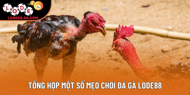 Tổng hợp một số mẹo chơi đá gà lode88